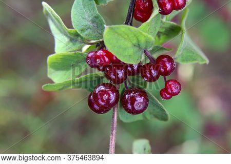 Beautiful Poisonous Wolf Berries Photographed On A Background Of Green Sheets