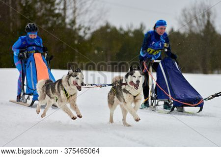 Verkhoshizhemye, Russia - 03.08.2020 - Husky Sled Dog Racing. Winter Dog Sport Sled Team Competition