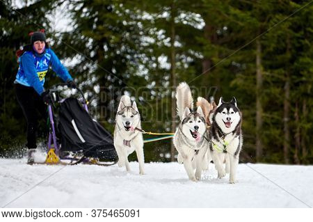 Verkhoshizhemye, Russia - 03.08.2020 - Husky Sled Dog Racing. Winter Dog Sport Sled Team Competition