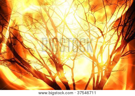 Fire Burning Tree