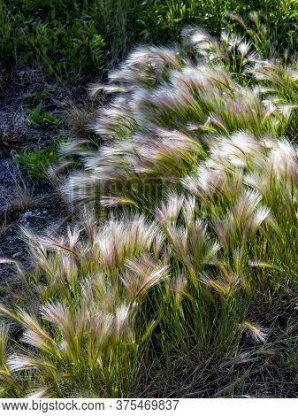 Grass Similar To A Feather Grass With The Latin Name Hordeum Jubatum