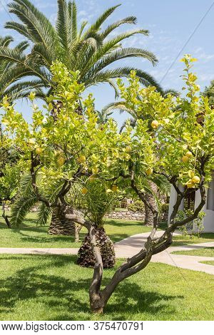 Lemon Tree With Large Tropical Fruit Cedar Lemon In Front Of A Palm Tree