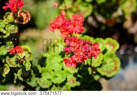 Group Of Vivid Red Pelargonium Flowers (commonly Known As Geraniums, Pelargoniums Or Storksbills) An