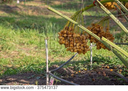 Bunch Of Palm Fruit Thailand. Agriculture Economy / New Season Dates On A Date Palm Tree