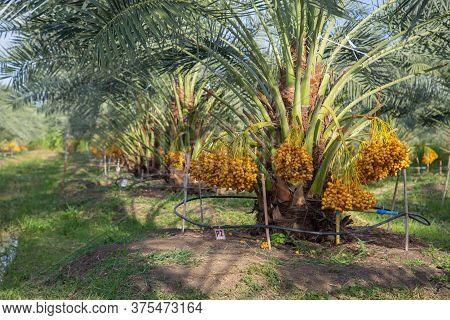 Bunch Of Palm Fruit Thailand. Agriculture Economy / New Season Dates On A Date Palm Tree