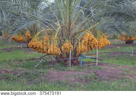 Bunch Of Palm Fruit Thailand. Agriculture Economy / New Season Dates On A Date Palm Tree