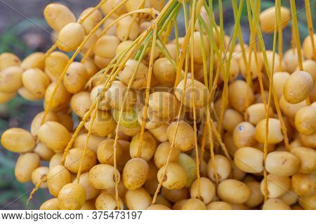 Bunch Of Palm Fruit Thailand. Agriculture Economy / New Season Dates On A Date Palm Tree