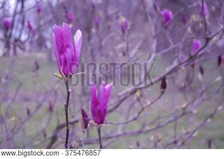 Branches Of Bright Purple Magnolia Flowers. Beautiful Spring Outdoors Landscape. Fresh Morning Flora