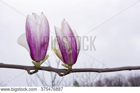 Two Softness Magnolia Flowers On Branch Against A Gray Cloudy Sky. Fresh Spring Morning Floral Backd