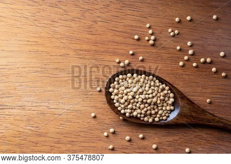 Coriander Seed, Spices, In Wooden Spoon On Rustic Wood Table Background, Copy Space