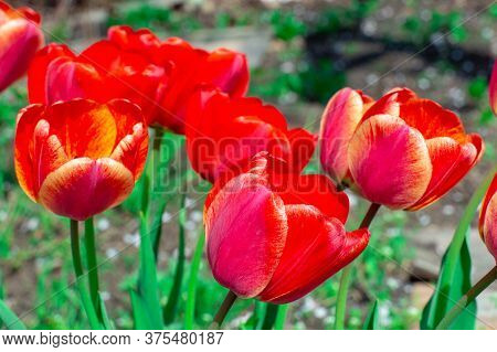 Beautiful Bright Red Tulips In The Photo With A Blurred Background And Soft Focus Trick For Greeting