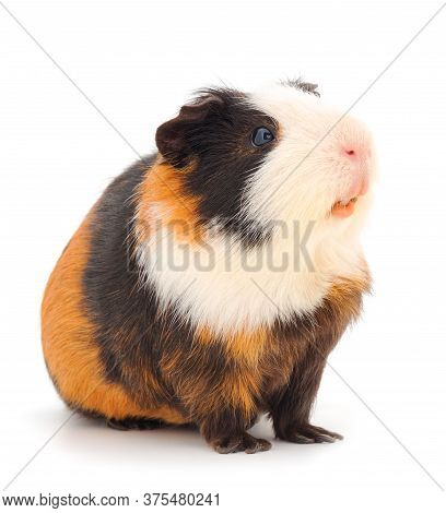 Guinea Pig Isolated On White Background. Funny, Guineapig.