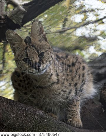 Serval Cat In Captivity