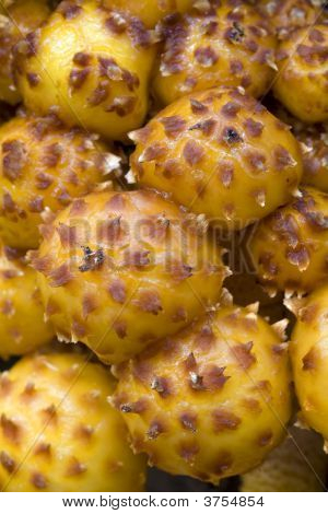 Gruppe af svampe (Pholiota Aurivella)