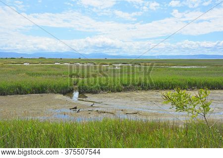 The Wetlands Of Isola Della Cona In Friuli-venezia Giulia, North East Italy