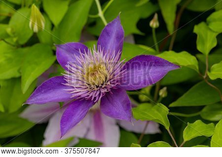 Purple Flowering Vine Jackman's Clematis (clematis Jackmanii) In The Summer Garden
