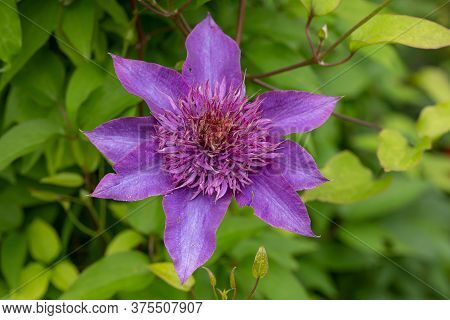 Purple Flowering Vine Jackman's Clematis (clematis Jackmanii) In The Summer Garden