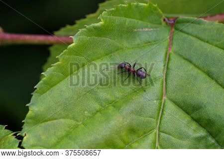 Black Ant Runs On A Green Leaf