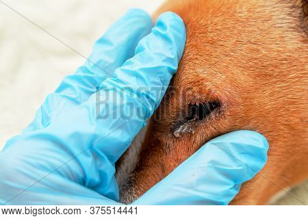 Portrait Of A Dog With Eye Problem, Conjunctivitis. Dog With Bad Swollen Eyes Due To An Infection, D