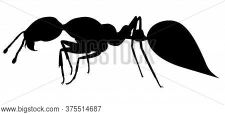 Fire Ant. Hand Drawing Realistic Vector Silhouette.