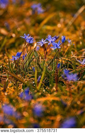 Beautiful Spring Violets And A Snowdrop With Bookeh Shot At Wide Aperture In The Grass In A Garden