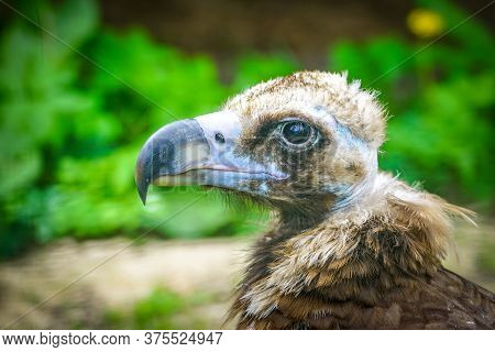 Closeup Portrait Of A Cinereous Vulture, Aegypius Monachus, That Is A Large Raptorial Bird