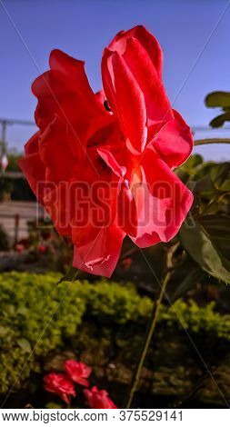 A Red Garden Rose With Beautiful Clear Sky And Colorful Background