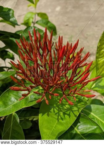 A Beautiful Red Flower With Beautiful Green Background