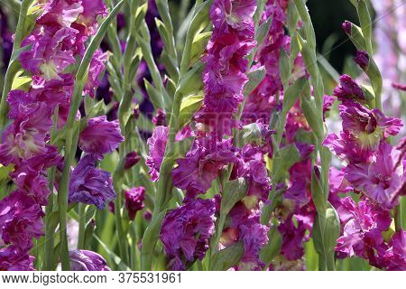 Gladiolus , Sword Lily,orange Gladiolus Flower. Image Of The Beautiful Summer Flowering Vibrant Red 