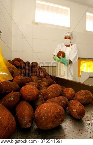 Porto Seguro, Bahia / Brazil - October 15, 2010: Production Of Cupuacu Pulp In Industry In Porto Seg