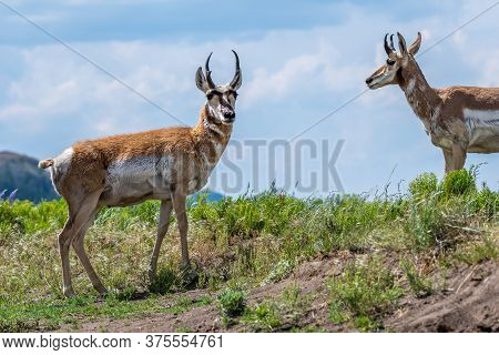 Pronghorn In The Field Of Yellowstone National Park, Wyoming