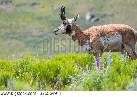Pronghorn In The Field Of Yellowstone National Park, Wyoming
