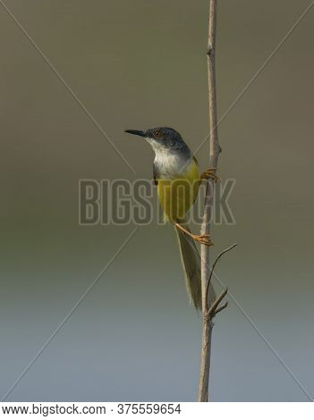 A wild bird is moving at grassland at morning .