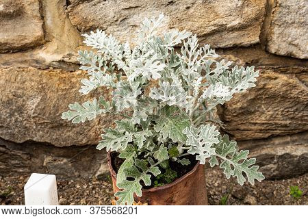 Gray Green Leaves Of Cineraria In Macro. Exotic Dusty Miller Plant Close-up. Natural Background Of C
