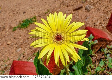 Yellow Zinia Flowers With Green Leaves In The Garden On Daylight.  02