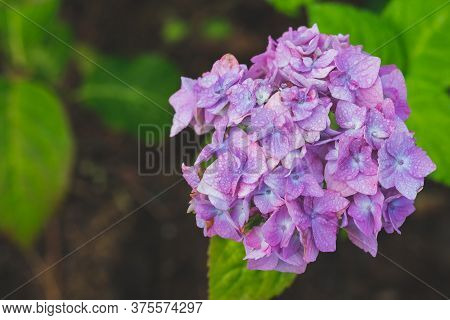 Close-up Purple Hydrangea In The Garden. A Bouquet Of Hydrangea. Bloomimg Flower And Morning Light I
