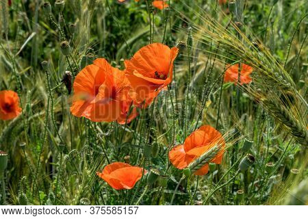 Huge Field Of Red Poppy Flowers