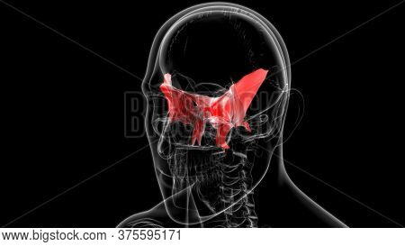 Human Skeleton Skull Sphenoid Bone Anatomy For Medical Concept