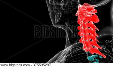 Human Skeleton Vertebral Column Cervical Vertebrae Anatomy 3D Illustration