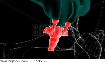 Human Skeleton Vertebral Column Coccyx Or Tail Bone Anatomy