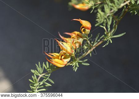 Lotus Vine - Latin Name - Lotus Maculatus
