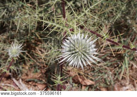 Silver-green Plant Thorns Large And Round On A Green-brown Background