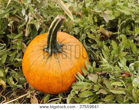 Pumpkin Patch
