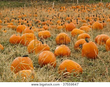 Pumpkin Patch