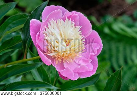 Pink Peonies In The Garden. Pink Peony Macro Photo. Burgundy Peony Flower. Closeup Of Pink Peonies I