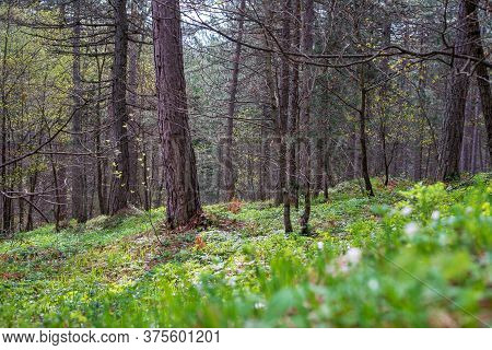 Green Pine Forest Nature. Pine Trees Forest. Nature. Pine Forest In Nature. Natural Environment. For