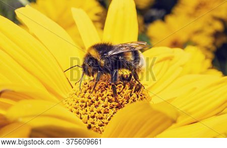 Bumblebee On Yellow Flower Eating Nectar. Bombus Lucorum On Sunflower In Summer.
