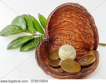 Belarusian Coins Are Scattered Near The Dryflower On A White Background.
