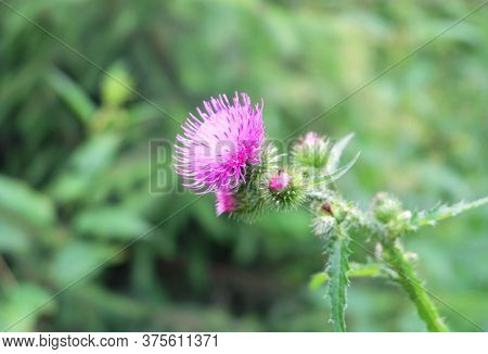 Curled Thistle(carduus Crispus) Flowering Plant In The Meadow, Selective Focus, Blurred Background, 