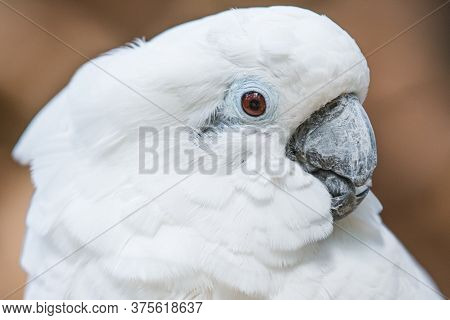 White Cockatoo Parrot Close Up Horizontal Portrait